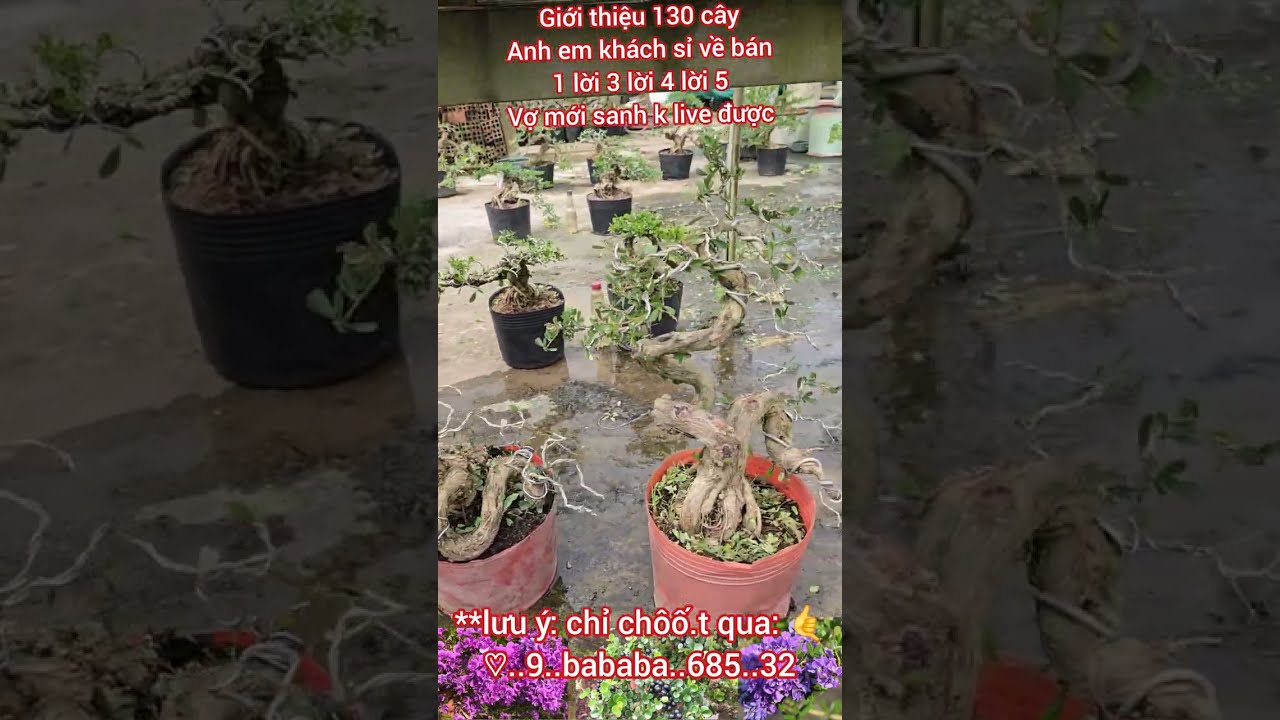 Mời ace xem thử lô bonsai đủ loại này 😊0933368532🌲bonsailinhsamnuitraihuonguyetquehongocmaichieuth