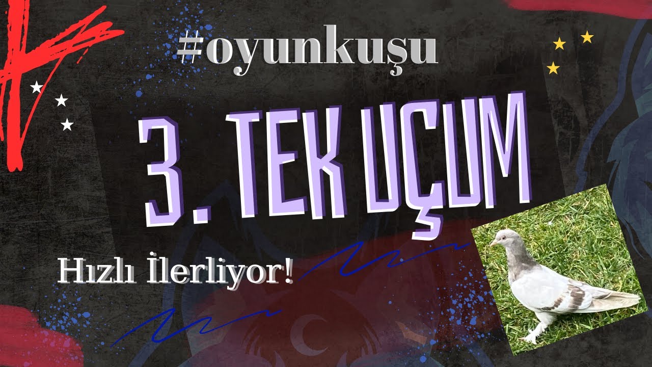 Bozdak yavru 3. tek uçum (oyunkuşu)