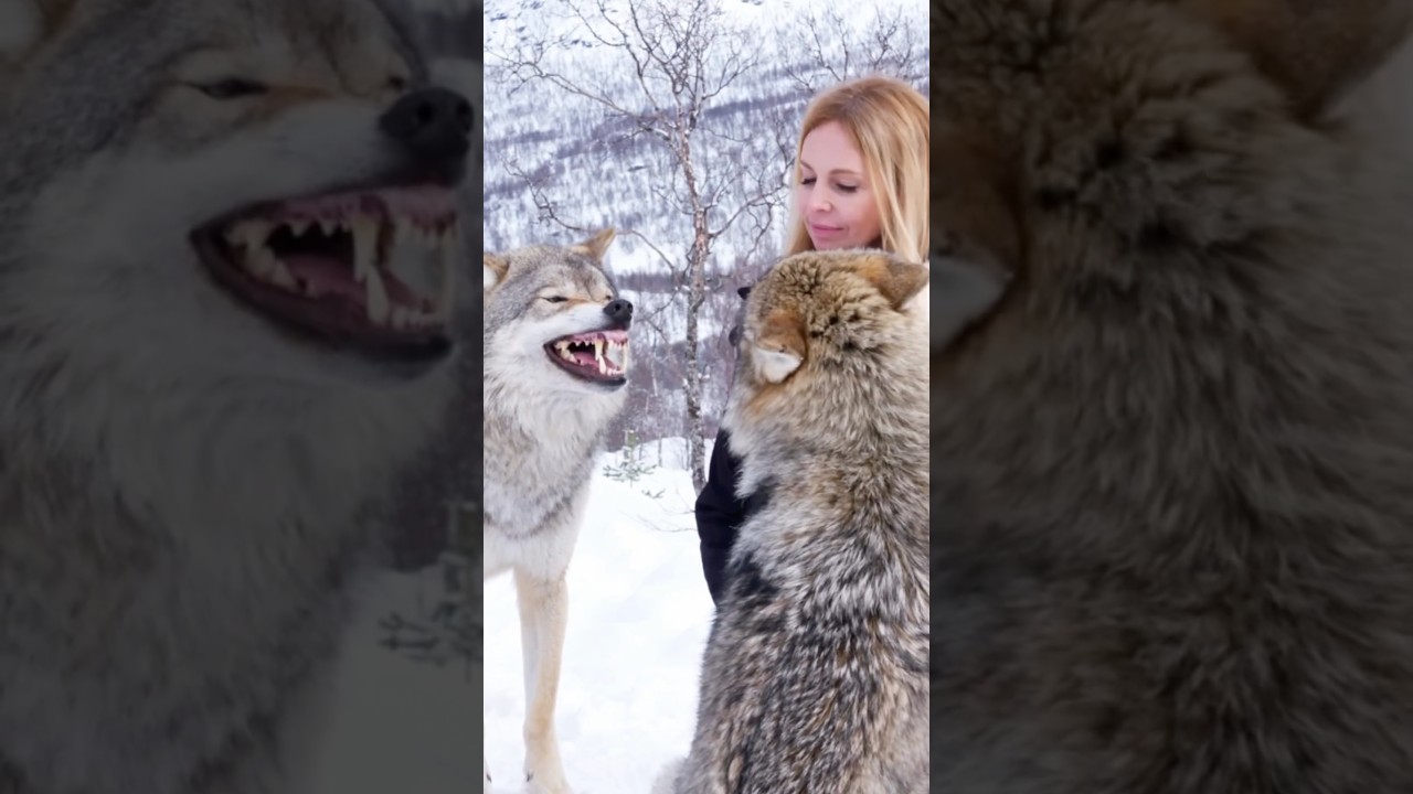 WOLFGIRL - WOLF FIGHT -Real Sound Effects from Norway -  #wolfgirl #wolf #wolves #wolfhowling