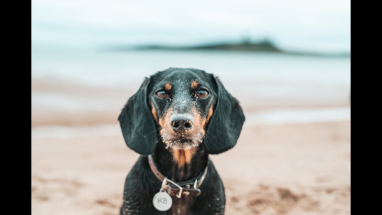 IVDD mini dachshund recovery journey, 2-5 weeks post spinal surgery!