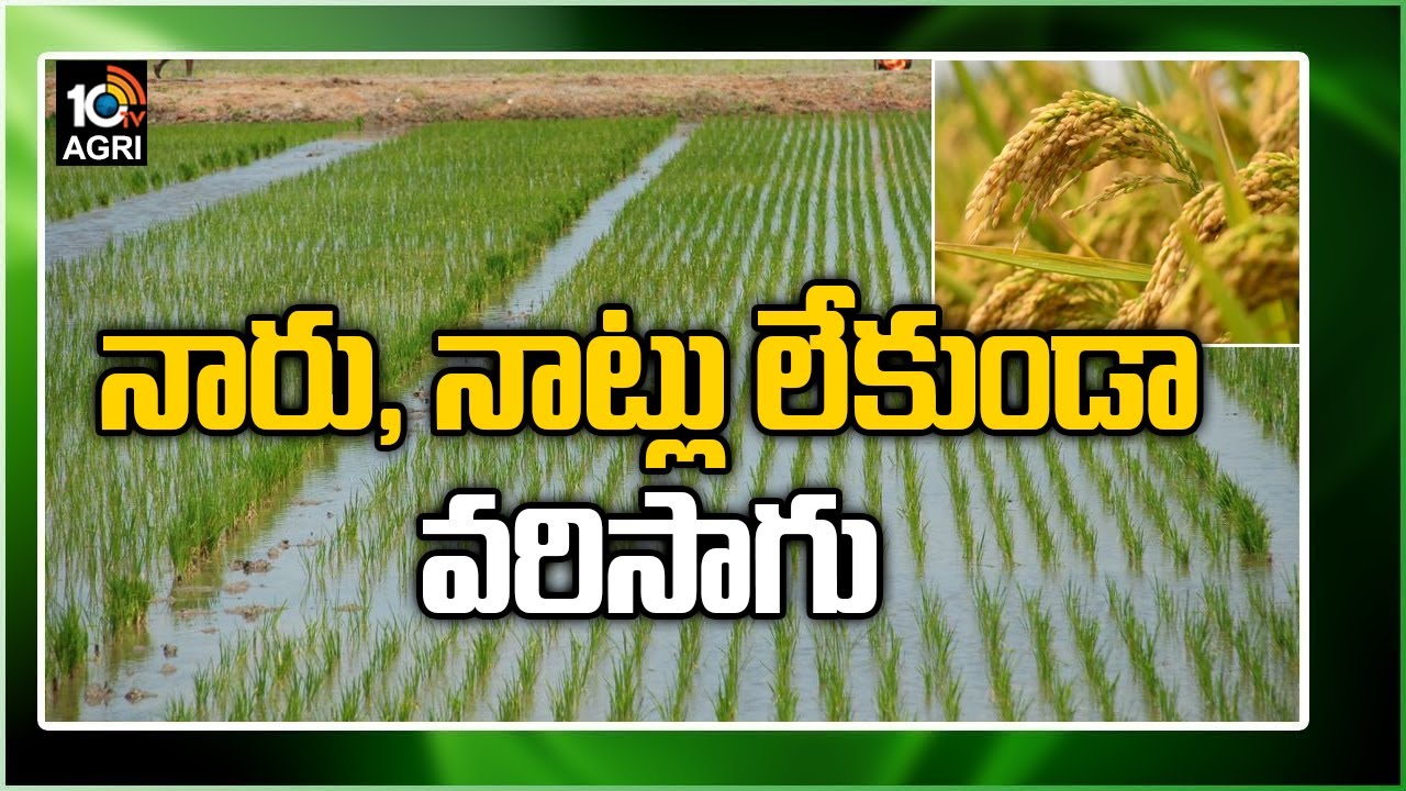 నారు, నాట్లు లేకుండా వరిసాగు | New Type of Paddy Cultivation | Matti Manishi | 10TV News
