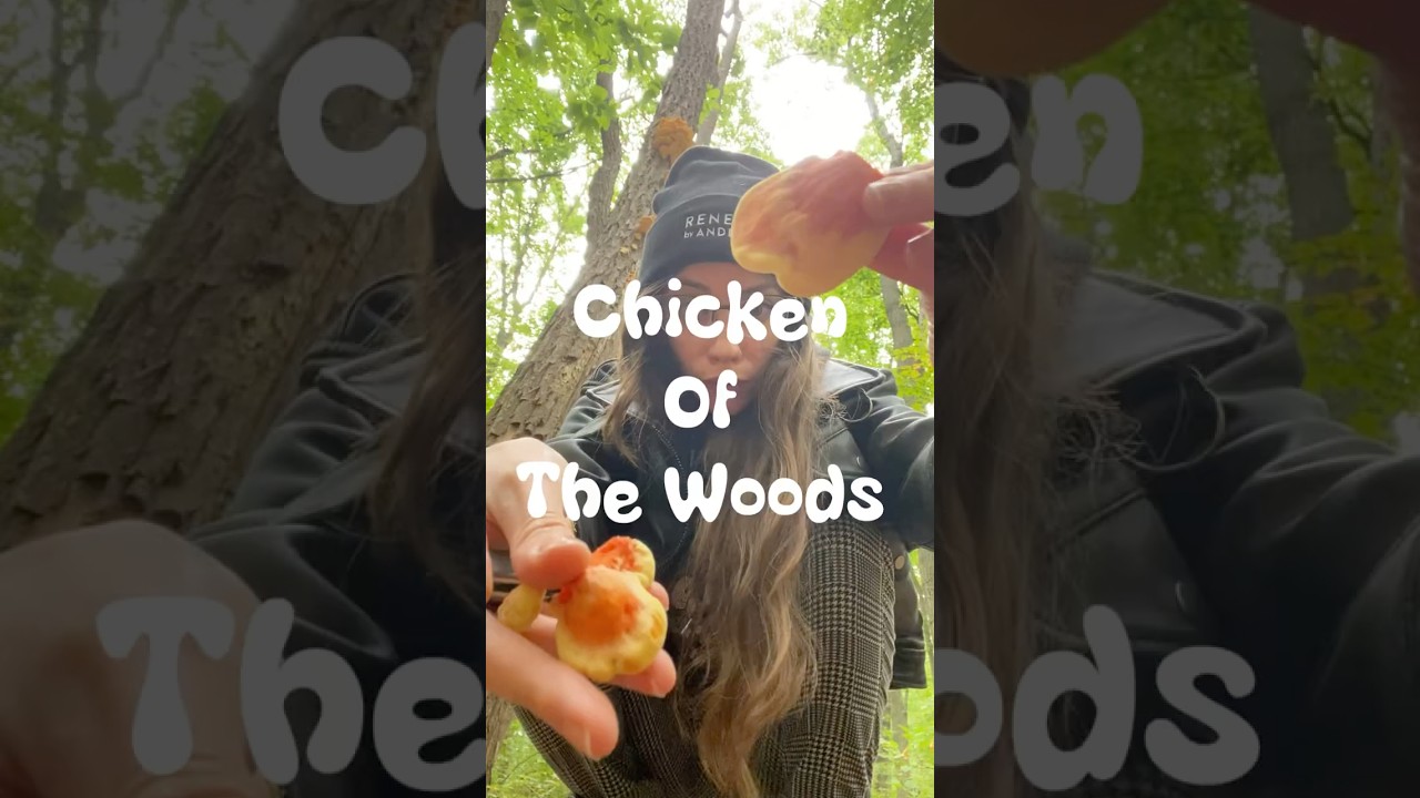 Chicken of the Woods! Bring on the Spooky Season🍄‍🟫🍂