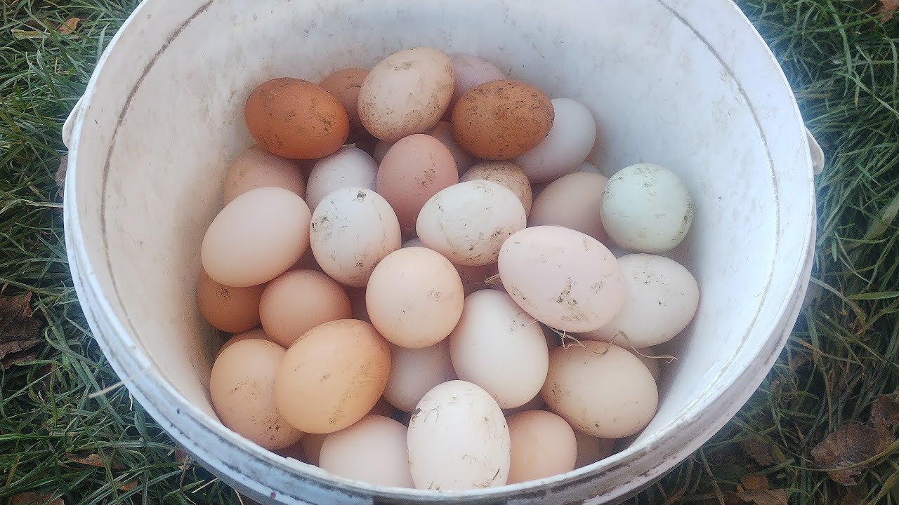 354. Skubarka do drobiu-nasze wrażenia 👍 plany na Mini Ranczu 🙂