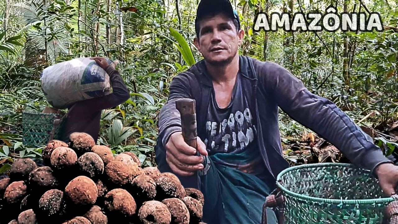 COLHENDO E CORTANDO CASTANHA na AMAZÔNIA BRASILEIRA