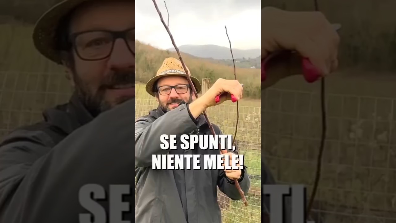il modo giusto di potare le mele #potaturafacile #agrimovie #potatura #potare #mele #melo #meli