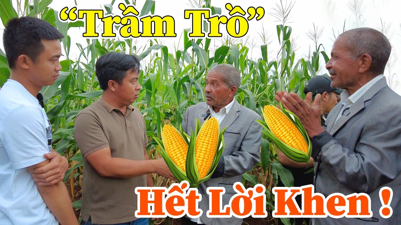 Công Giáp || Bác Chủ Đất 