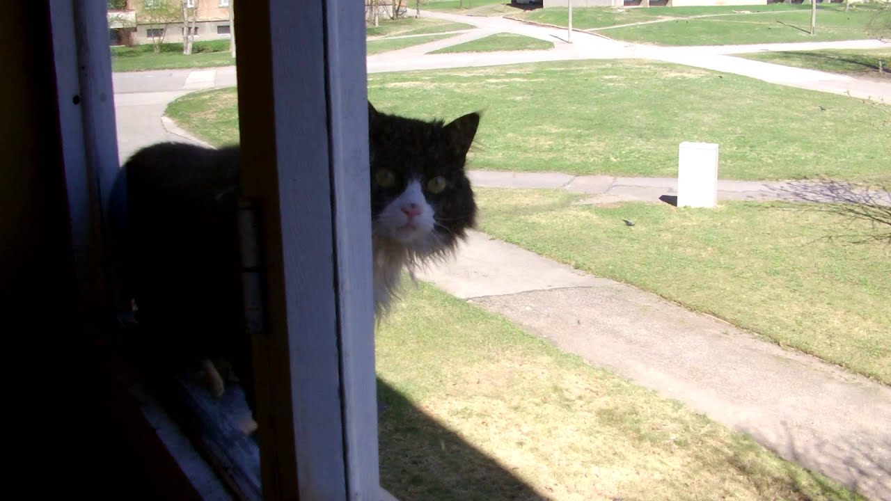 Cat falling from window