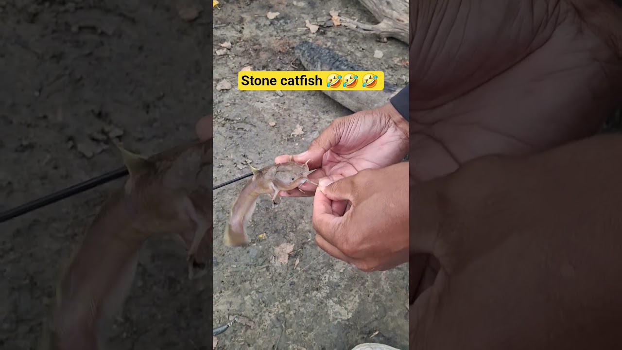 stone catfish 🤣🤣🤣