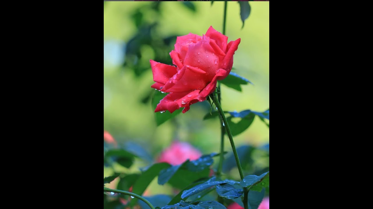 Beautiful Soothing Music For Anxiety Relief, Meditation, Deep Sleep, Depression  | Study and Work