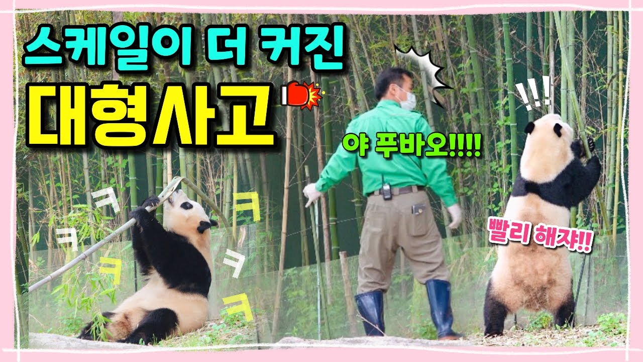 [ep.183] 이번엔 스케일이 더 커졌어요!!! 푸바오의 대형사고 제2탄!!💕/ 푸바오때문에 하루죙일 대나무 살피고 다니시는 할부지ㅋㅋㅋㅋ🙋🏻‍♂️🐾/ 에버랜드 판다월드