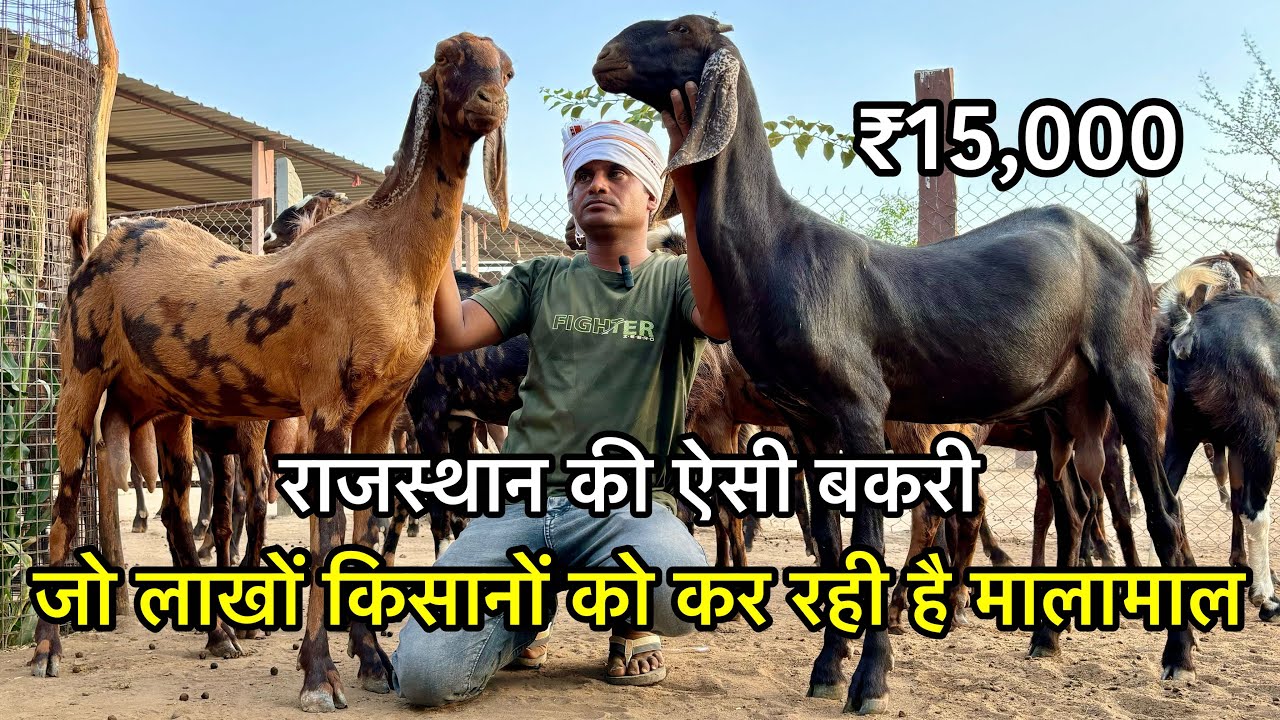 पहचाने राजस्थान की ऐसी बकरी को जो लाखों किसानों को कर रही है मालामाल | best sirohi goat 6376858249