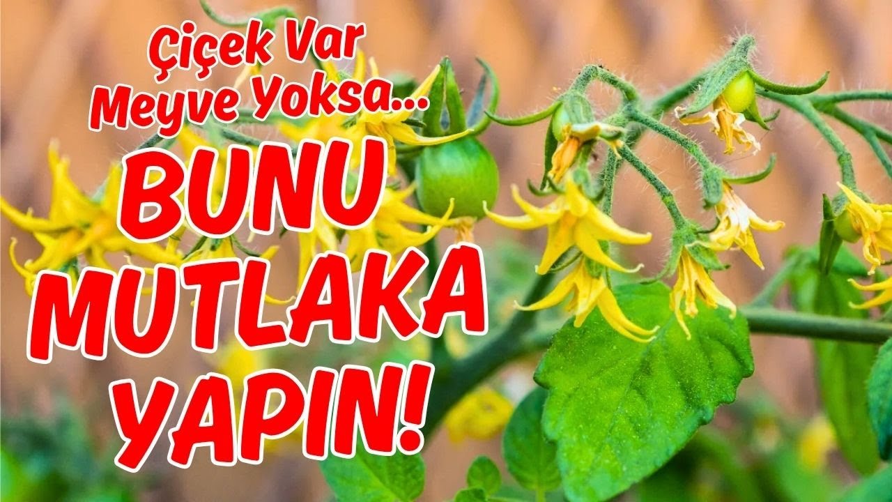Çiçek Var, Domates Yok 🍅Bol Domates İçin Formüller #domates