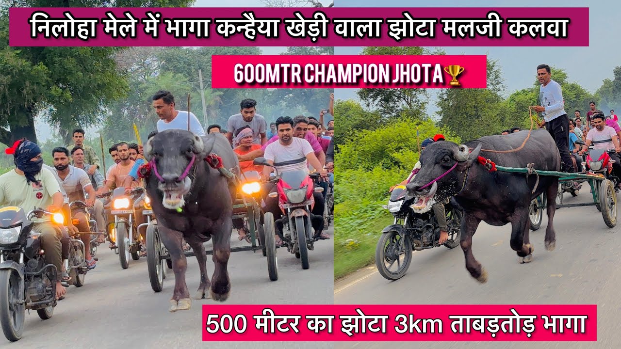 निलोहा मेले में भागा कन्हैया खेड़ी वाला झोटा मलजी कलवा दरियापुर 500मीटर का झोटा 3km ताबड़तोड़ भागा !