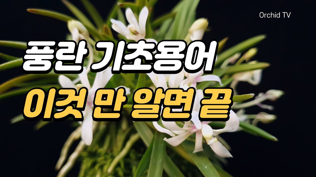 풍란 용어 이것만 알면 90%는 끝 (부귀란,富貴蘭, Fukiran, 풍란, 風蘭, Vanda falcata,orchid,Neofinetia falcata)