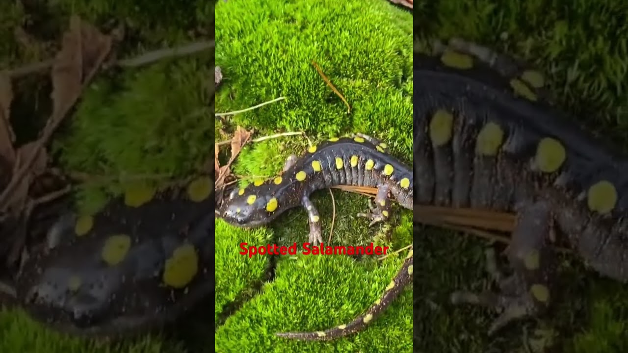 Gorgeous Spotted Salamander 