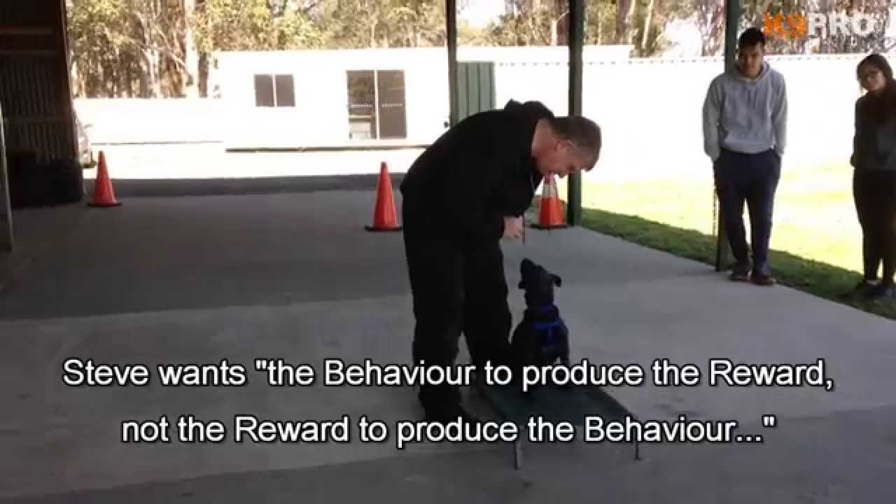 Puppy Training with Steve Courtney