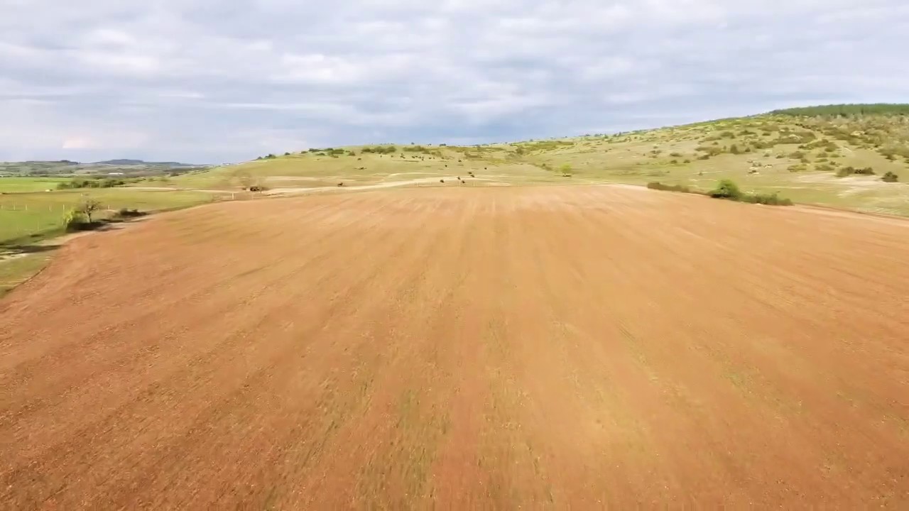 Présentation des bisons