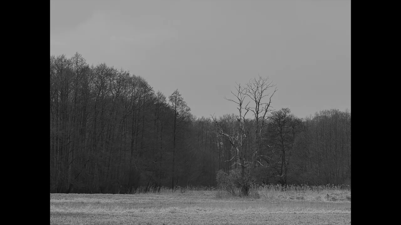 dsbm - cold - fieldmugwort