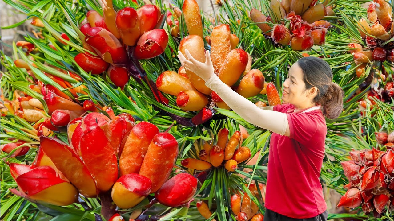 BREAKING! WOMAN Harvesting the Red Areca Nuts Goes to Maket Sell | Harvesting and Rural Life
