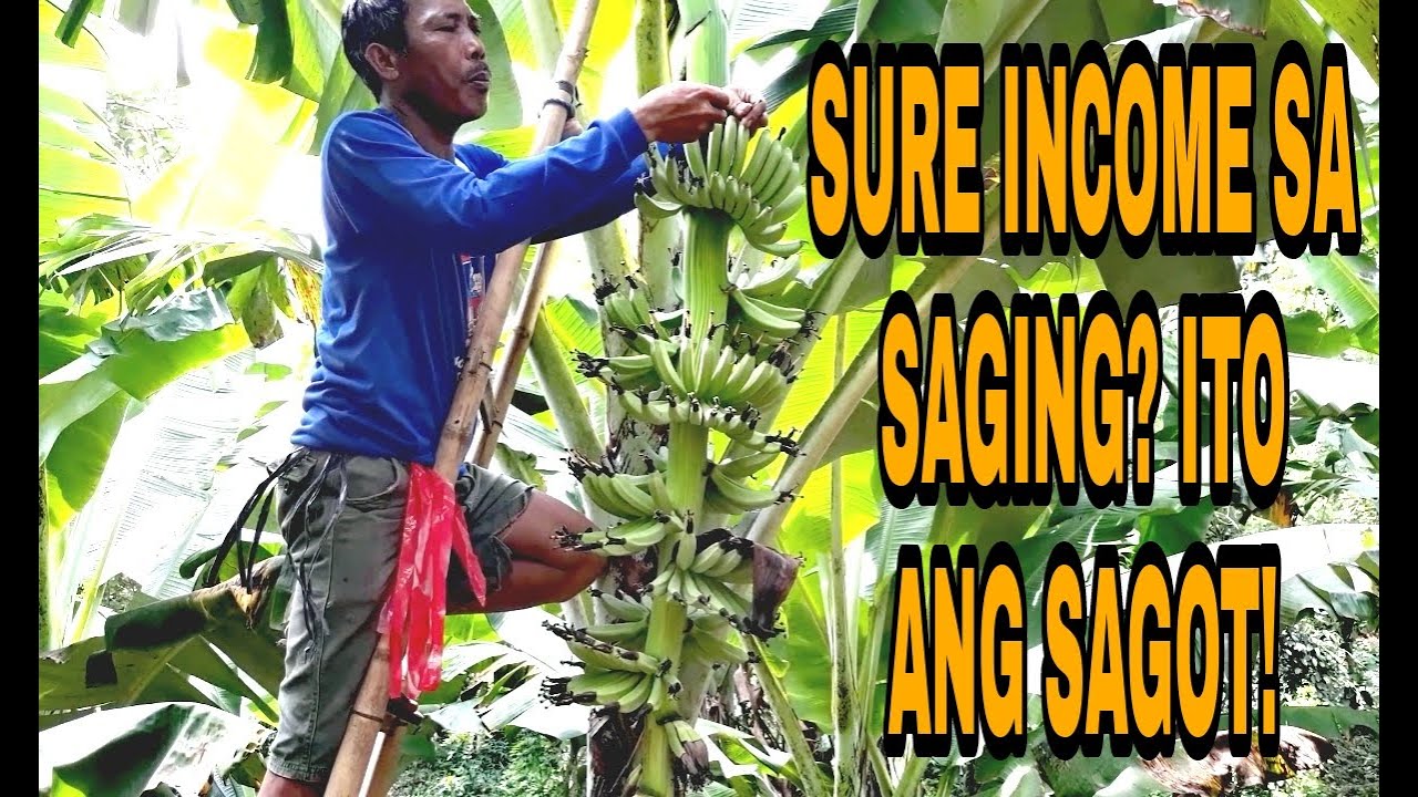 PAANO GAWING MALAKI ANG BUWIG NG SAGING? | LAKATAN FARMING | TRES PLANTERS