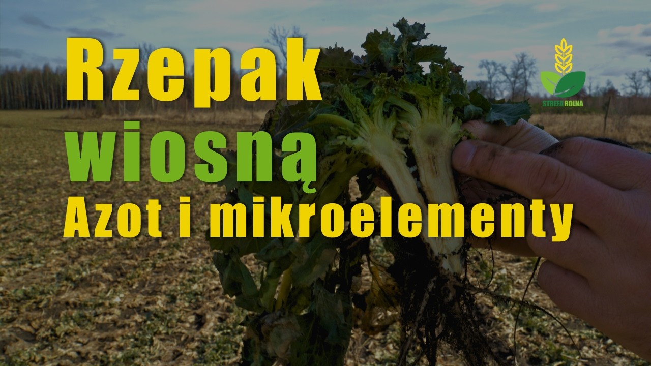 Rzepak wiosną – zamykamy temat azotu. Mikroelementy na start