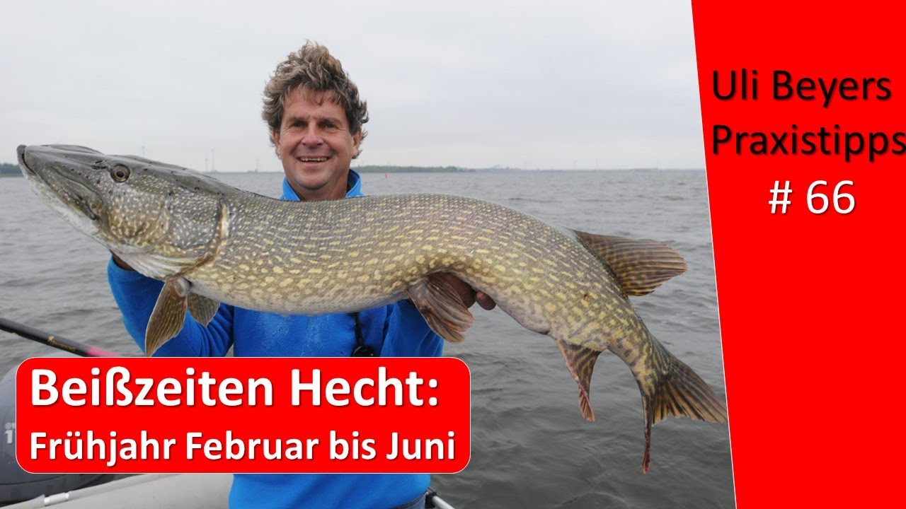 Beißzeiten Hecht: So ticken sie im Frühjahr