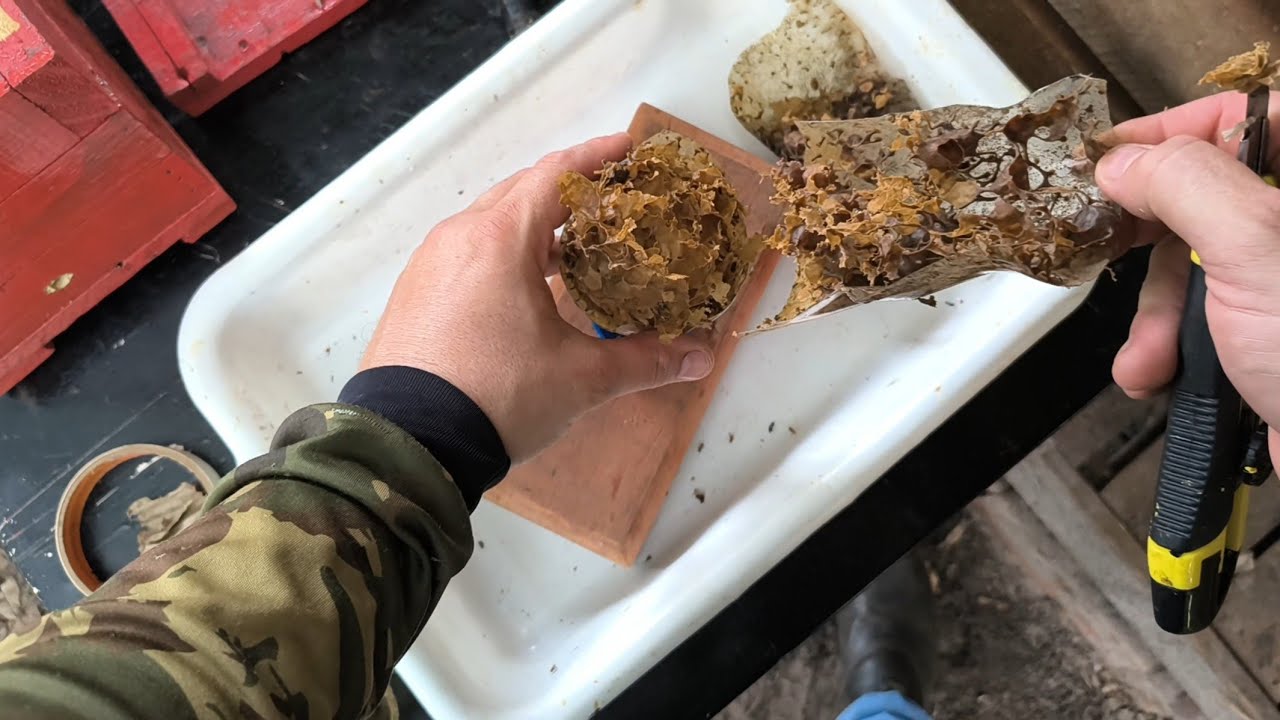 ABELHA JATAÍ / EM PRIMEIRA PESSOA / TRANSFERÊNCIA ISCA DE 1 LITROS / MANEJO /  MELIPONÁRIO LARANJA.