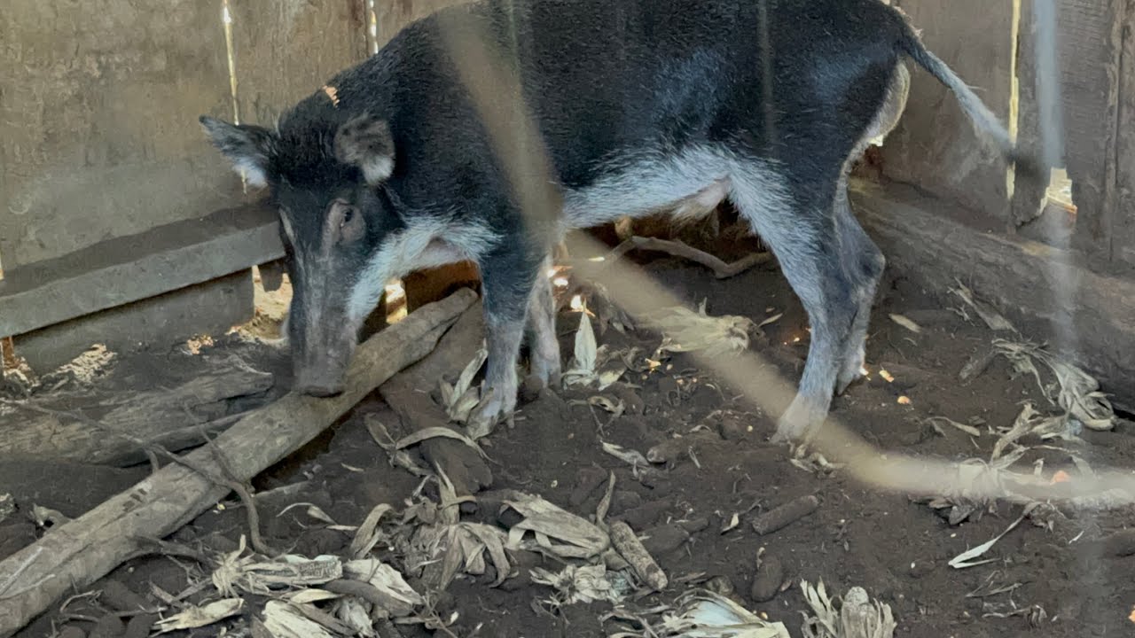 fui Ca&ccedil;ar javali  de barco e achamos um bando