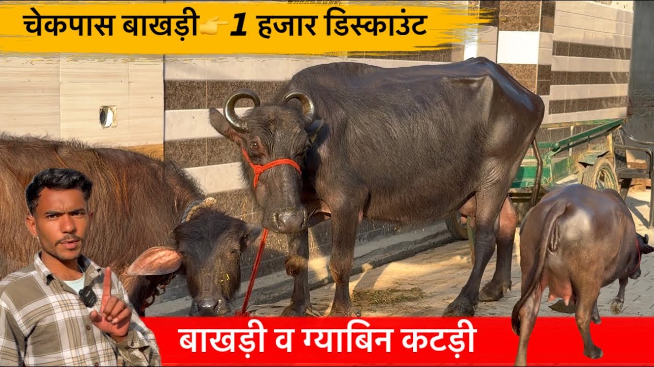 🔴चेकपास ग्याबिन बाखड़ी के साथ ग्याबिन कटड़ी-1 हजार अलग से डिस्काउंट।CHAMAN☎️9991127723.