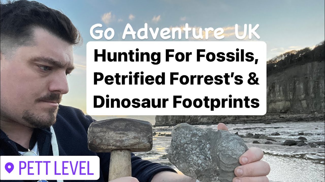 Fossil Hunting, Dinosaur Footprints & Petrified Forrests: Pett Level, East Sussex