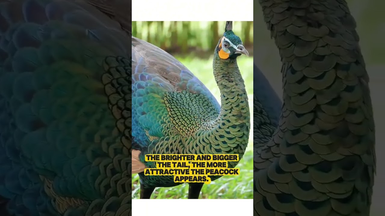 Amazing Facts About Peacocks 