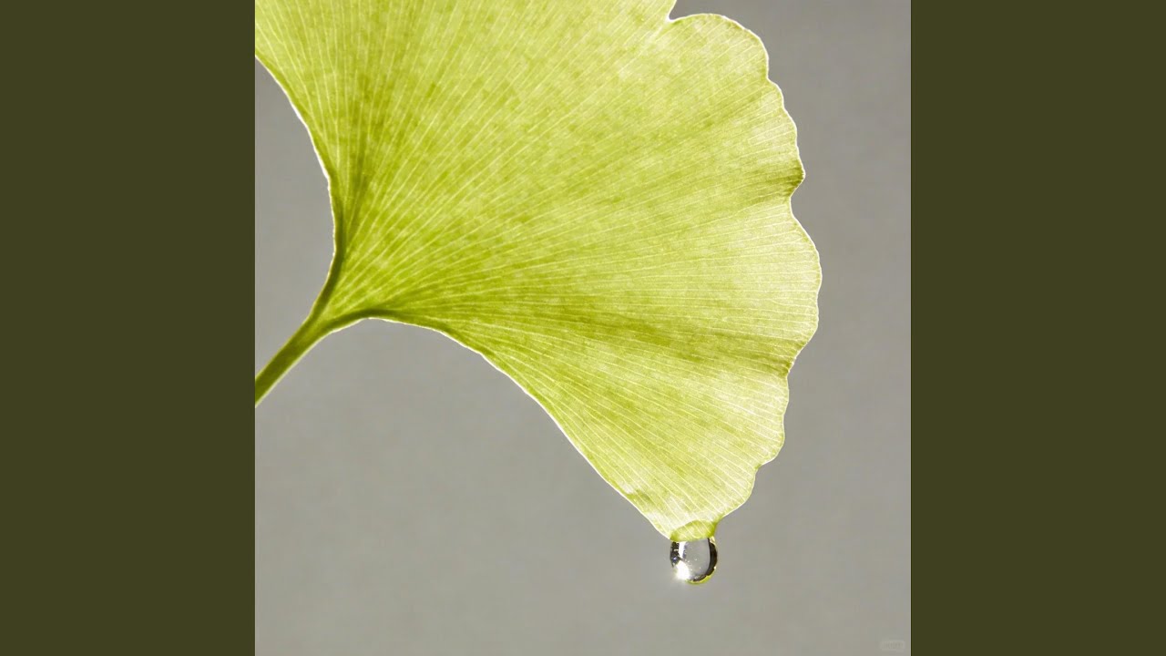 止水微澜 | Stillness in the Ripple