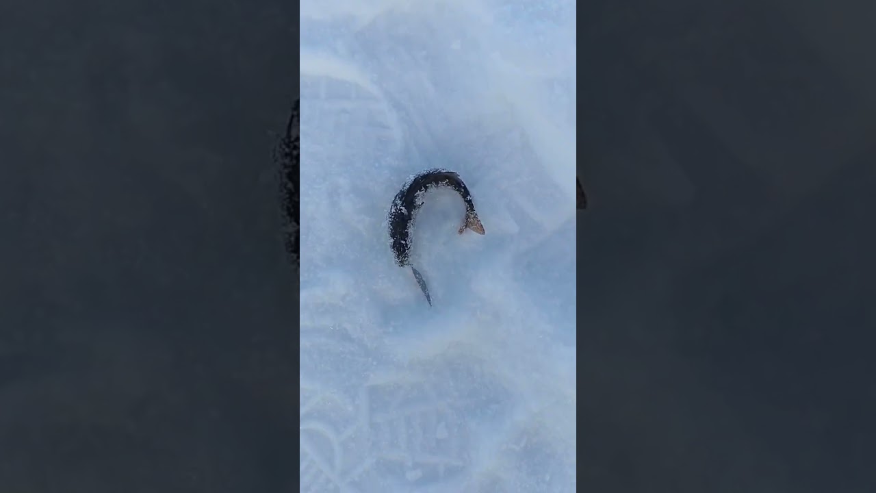 Аргази вчера