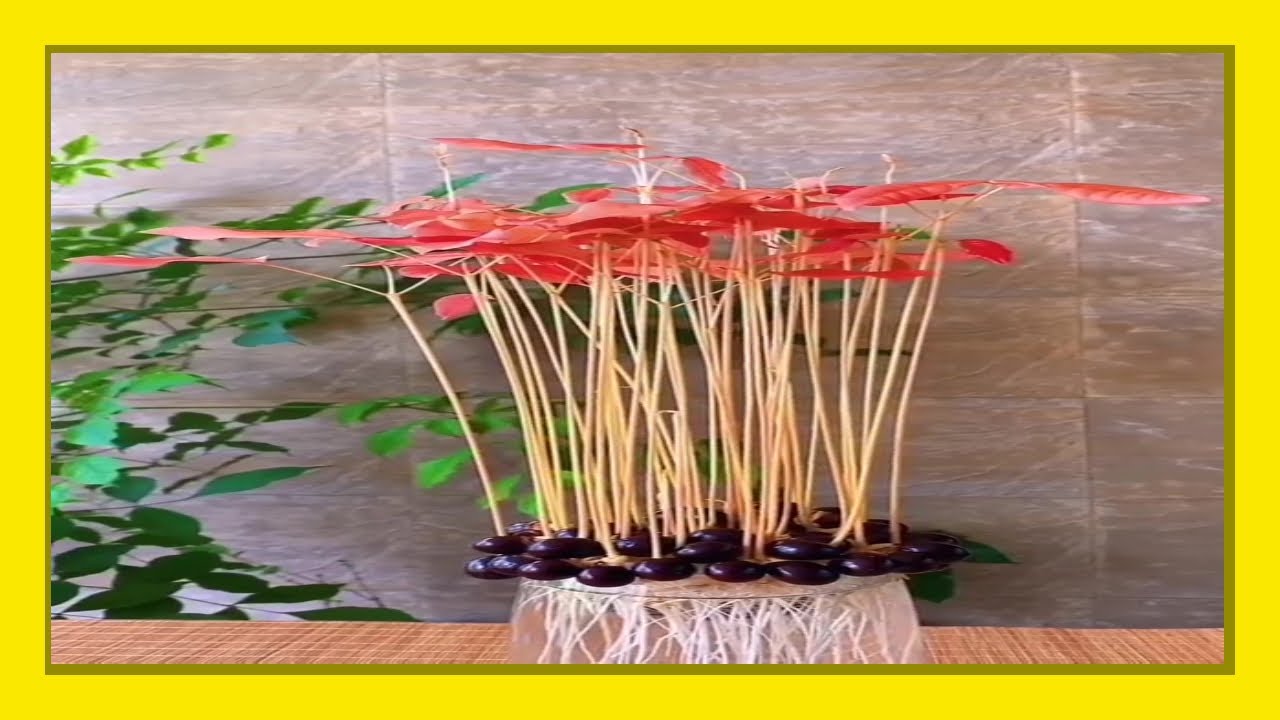 Longan seeds The easiest way to grow longan seeds in a pot at home