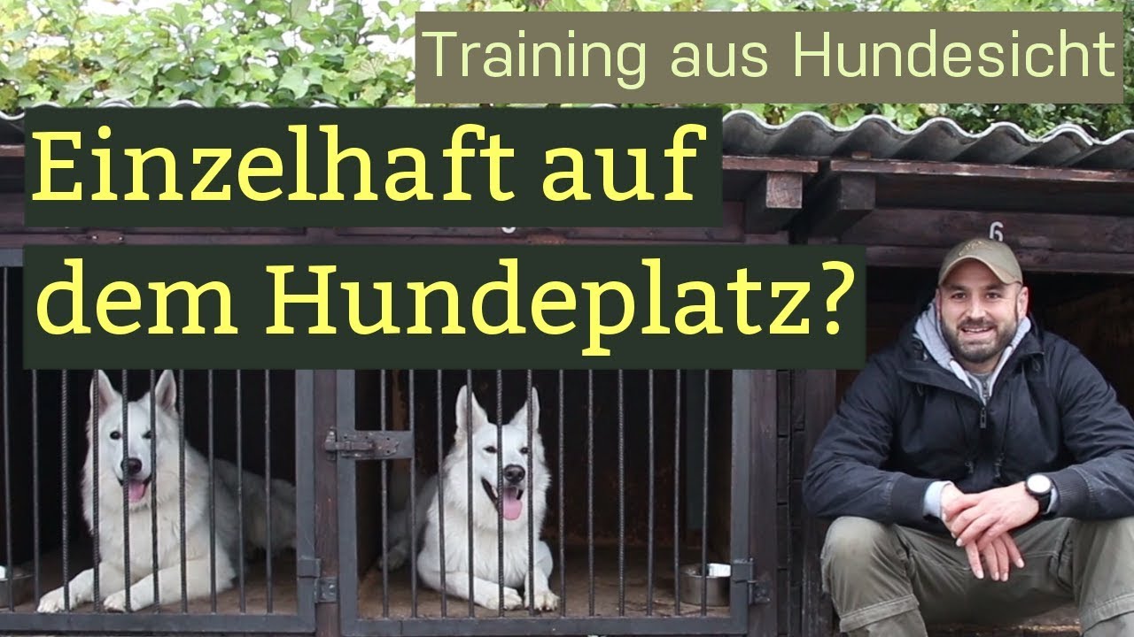 Hunde an die Box oder das Auto/ Kofferraum gewöhnen