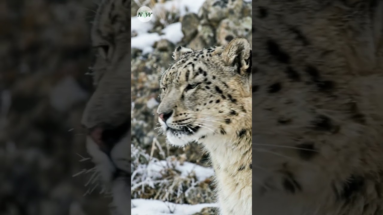 Encountering the spirit of the mountains Snow Leopard