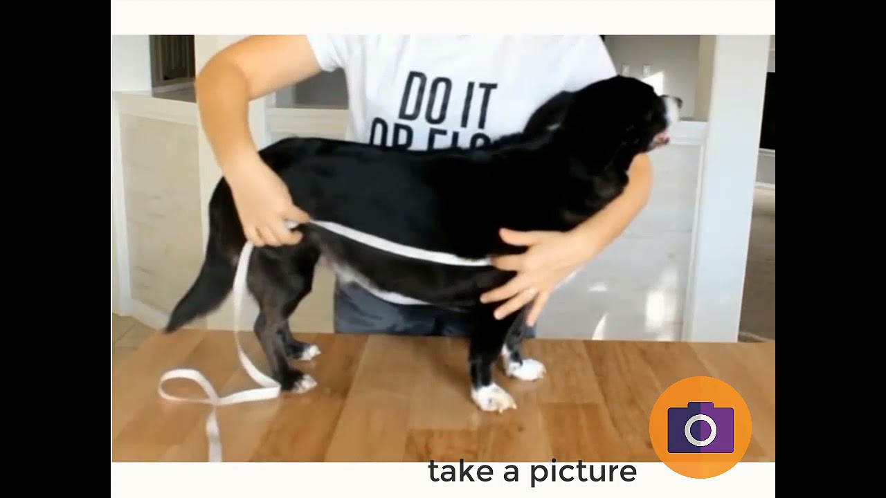 How to measure your dog for your Custom Dog Coats