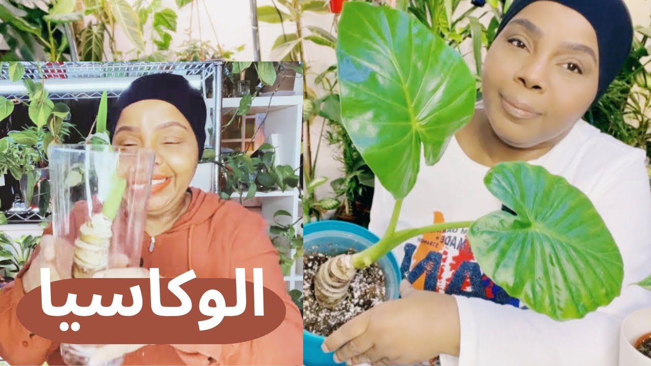 حيل ونصائح للعناية المثلى بنبات إذن الفيل في منزلك