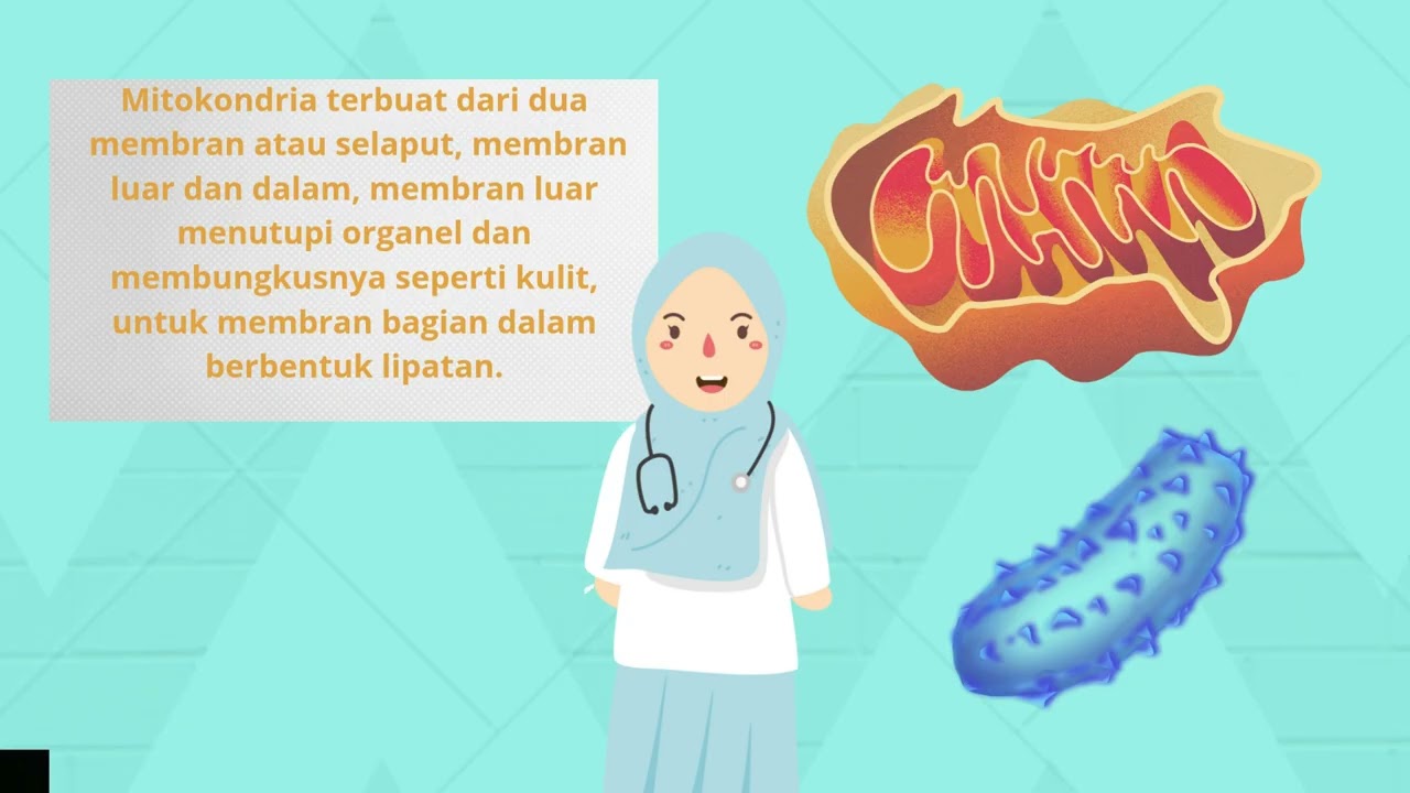Organel sel (Mitokondria) - pengertian, dan fungsinya