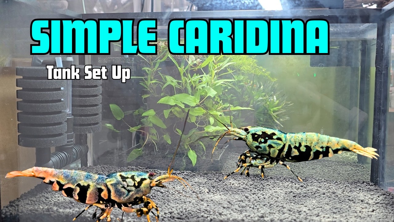 Simple CARIDINA SHRIMP Tank | Set Up Guide
