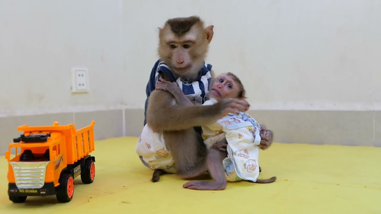 So Amazing DouDou Welcome New Sister Baby Monkey GiGi