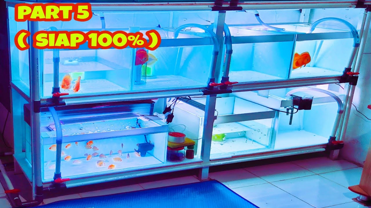 Up-Date Tank Breeding Ikan Discus Part 5