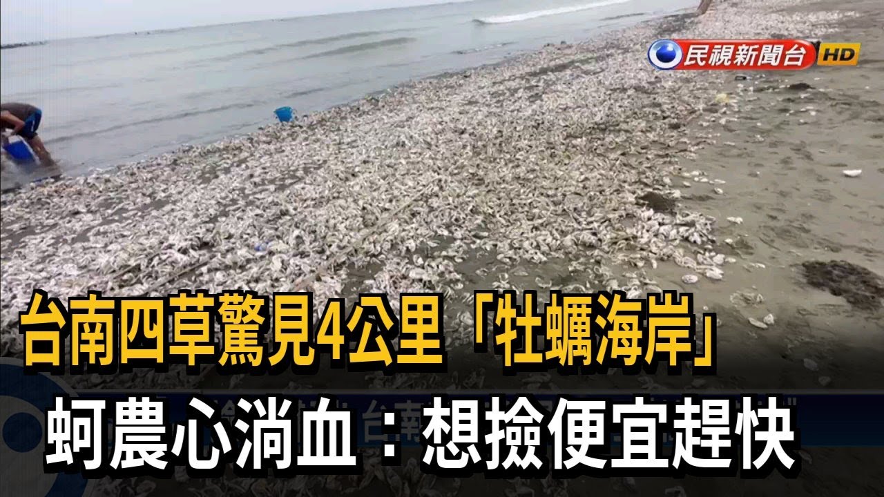 撿到賺到！ 台南四草驚見4公里「牡蠣海岸」－民視台語新聞