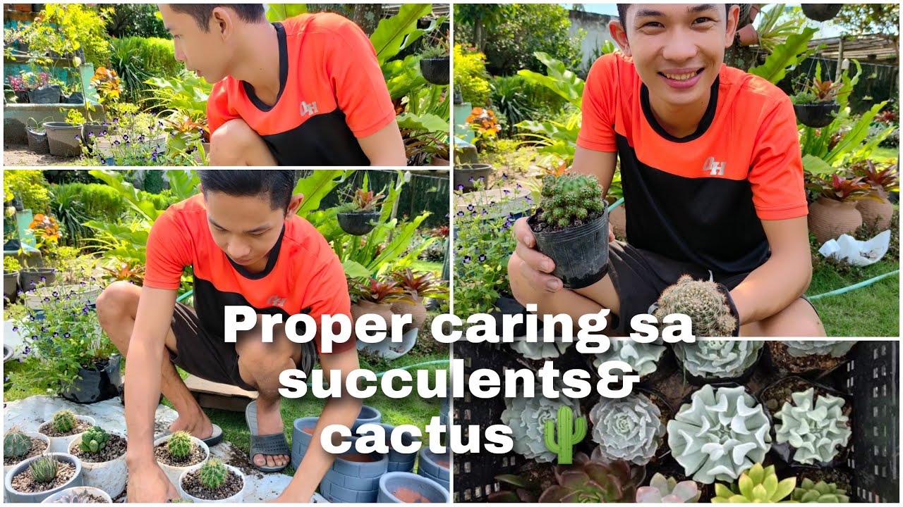 Paano mag alaga ng Cactus and Succulents?