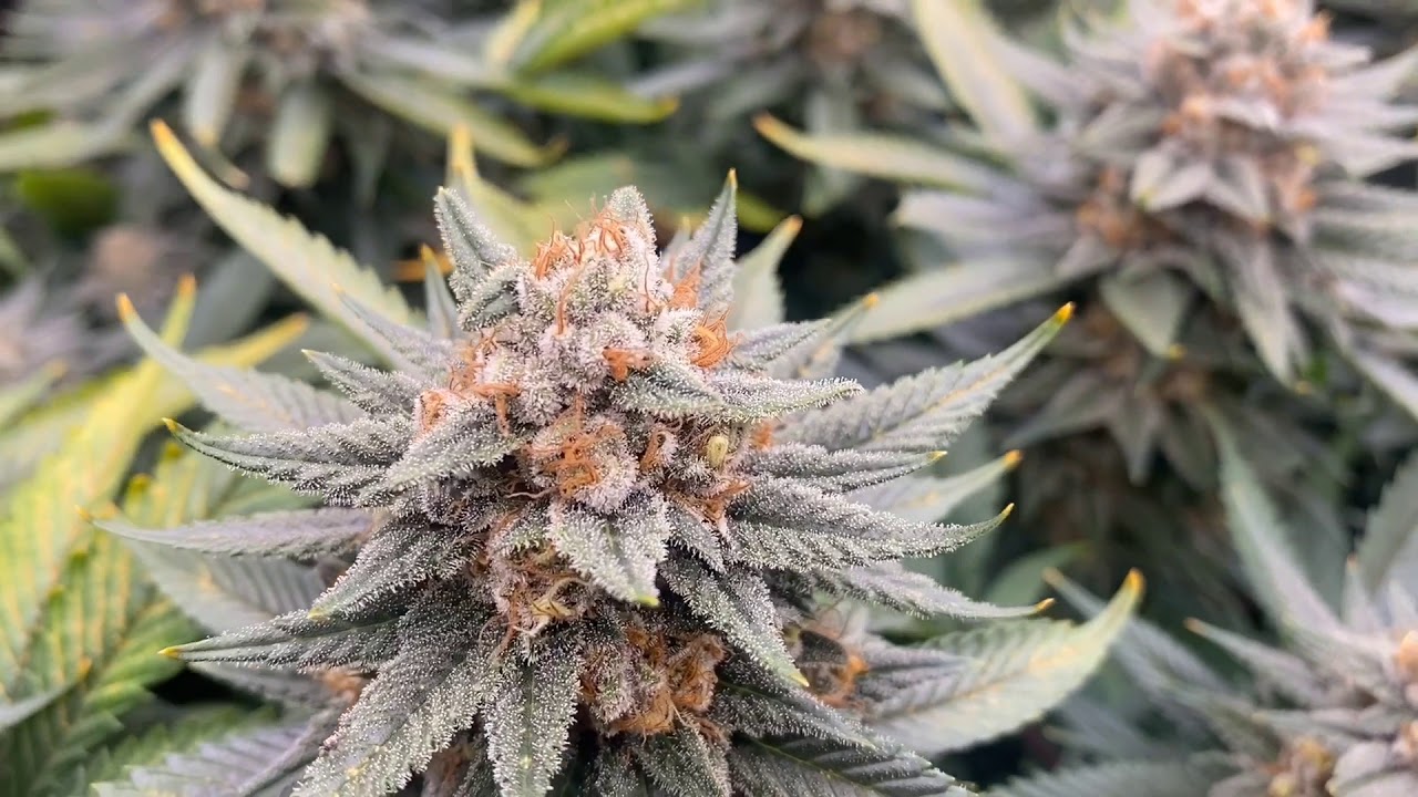 Advanced Nutrients Grow - Week 8 Of Flowering