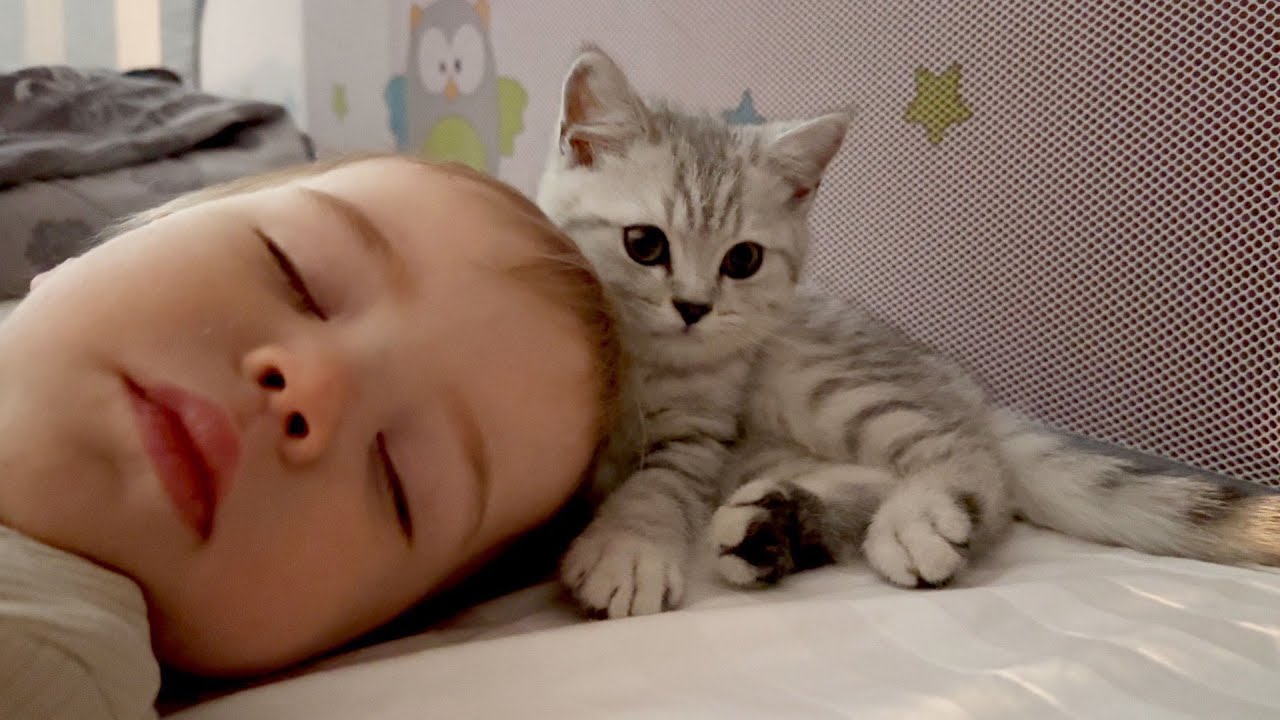 Tiny Kitten Protects Sleeping Baby!The Cutest Scene Ever!