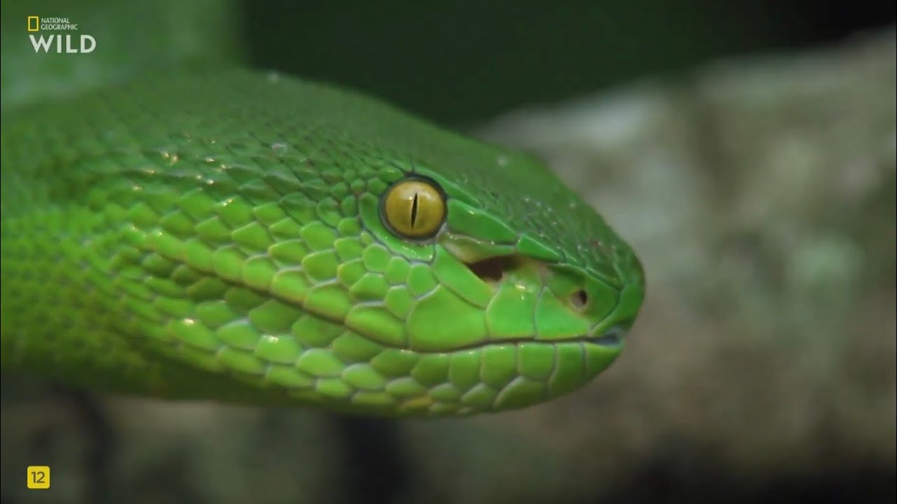 Самые смертоносные змеи,1эп Индо-Тихоокеанская область.National Geographic Wild HD смотреть онлайн