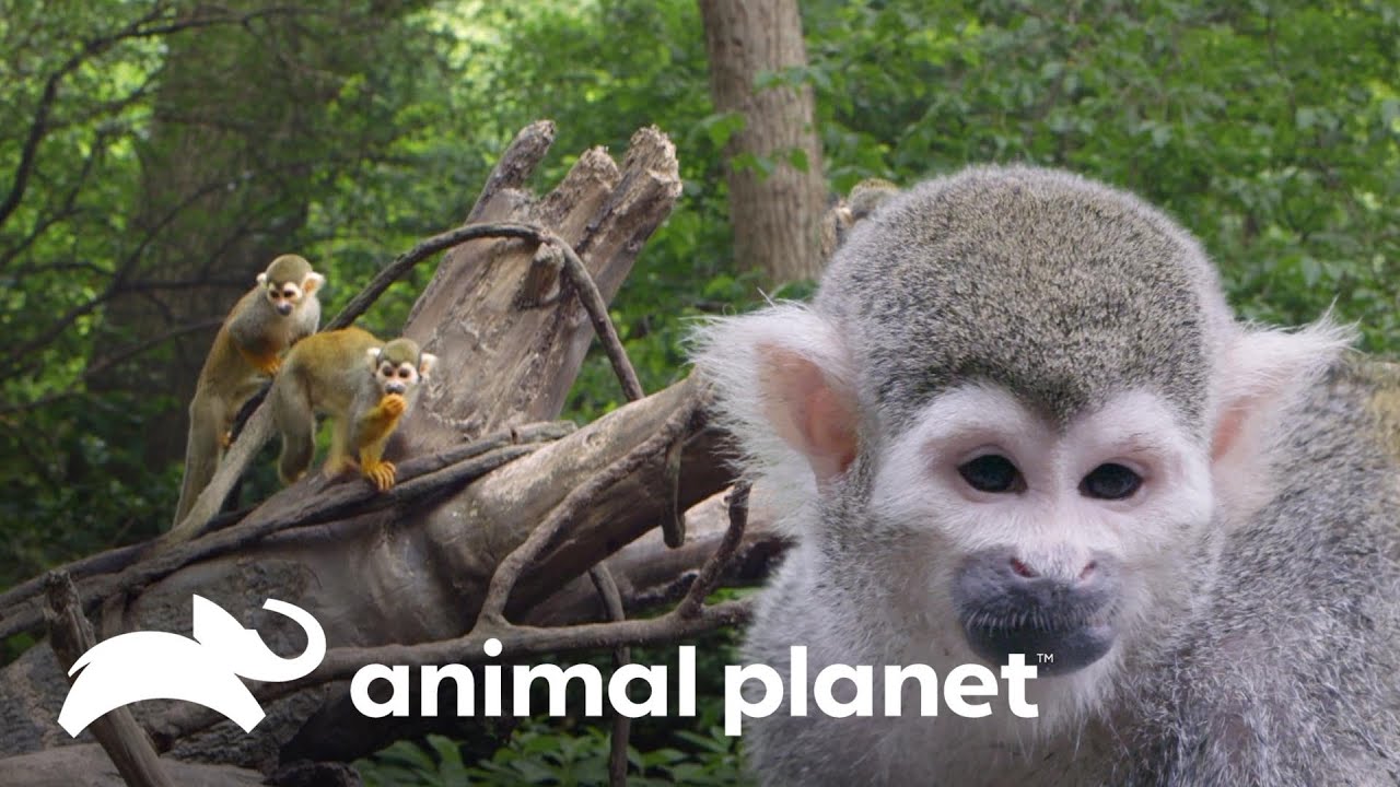 Monos ardillas se preparan para dejar refugio de invierno | El Zoológico del Bronx | Animal Planet