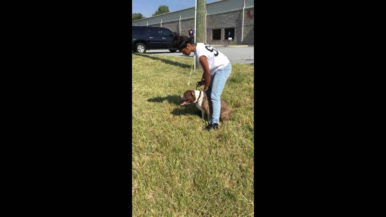 Dog Aggression Play drive Exercises 2 ( protection Dog )