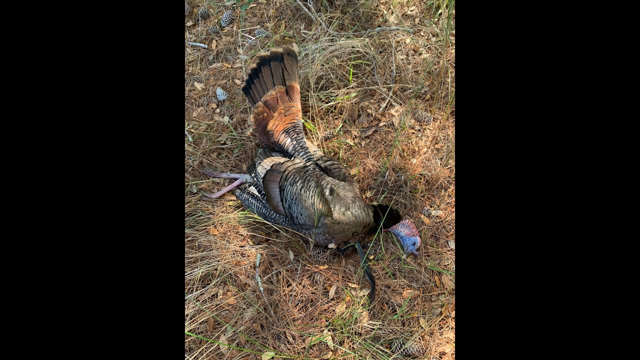The 2 PM gobbler- Finding Lonely Gobblers.